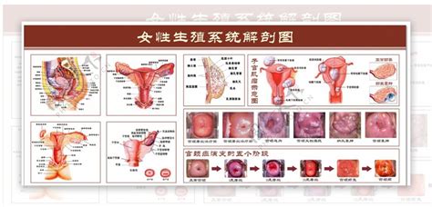 女人的生殖器|女性生殖系統